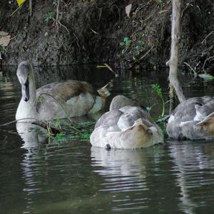 Höckerschwan