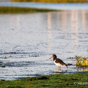 Eurasian Oystercatcher