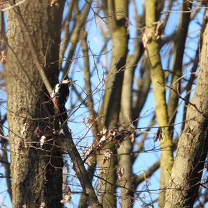 Great Spotted Woodpecker