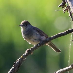 Blackcap