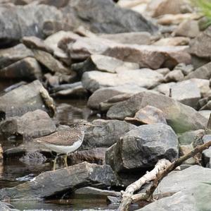 Common Sandpiper