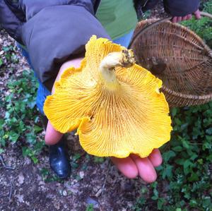 Chanterelle, Common