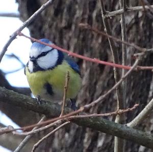 Blue Tit