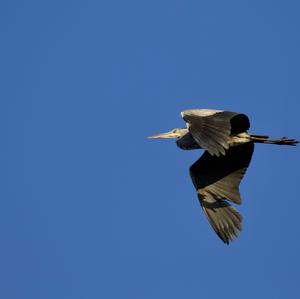 Squacco Heron