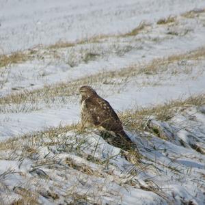 Common Buzzard