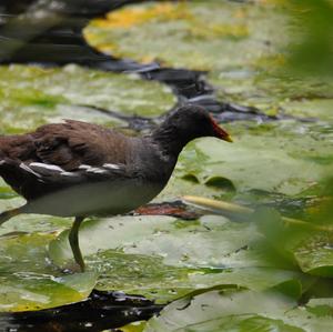 Common Moorhen