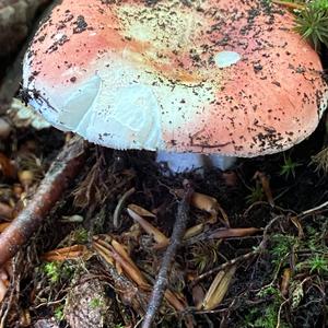 Bare-toothed Russula