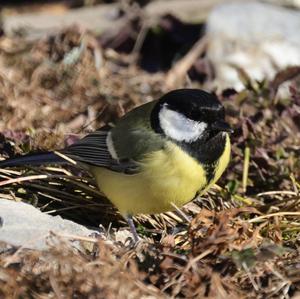 Great Tit