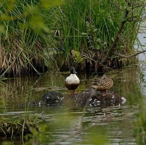 Northern Shoveler