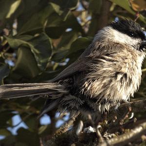 Willow Tit