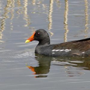 Common Moorhen