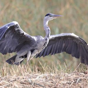 Grey Heron