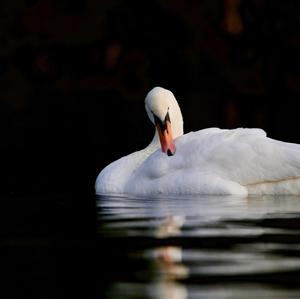 Mute Swan