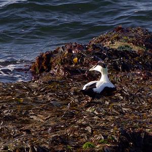 Common Eider