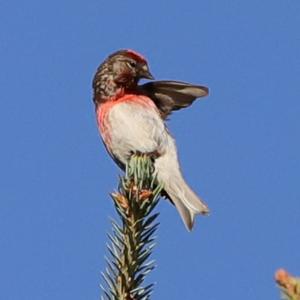 Eurasian Linnet