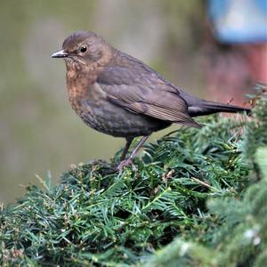 Eurasian Blackbird