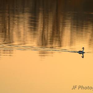 Great Crested Grebe