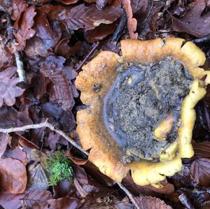 Pigskin Poison Puffball