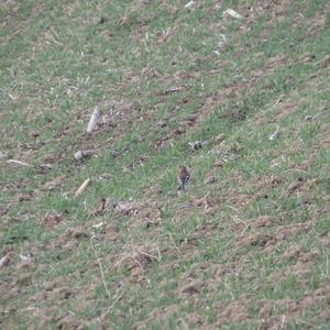 Eurasian Chaffinch