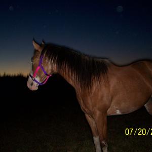 Unknown Breed