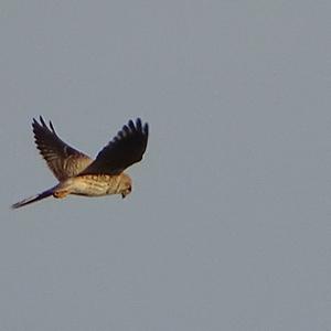 Common Kestrel