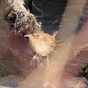 Winter Wren