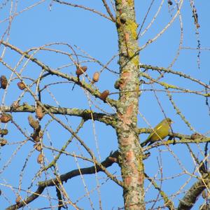 European Greenfinch