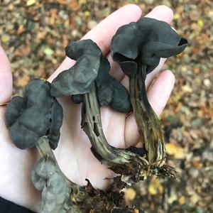 Fluted Black Helvella