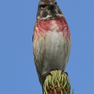 Eurasian Linnet