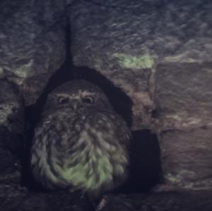 Little Owl