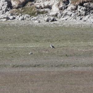 Northern Wheatear