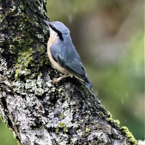 Wood Nuthatch