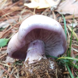 Wood Blewit