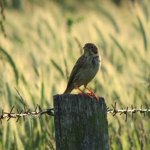 Corn Bunting