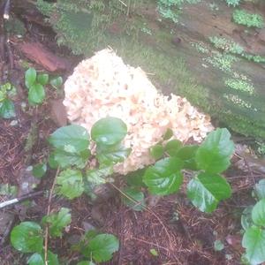 Eastern Cauliflower Mushroom