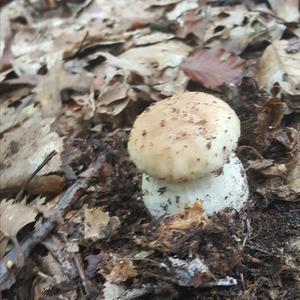 King Bolete