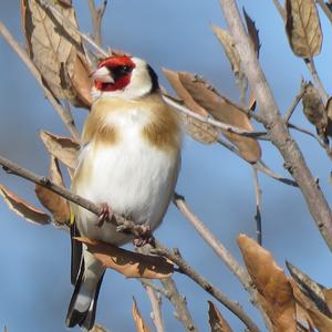 European Goldfinch