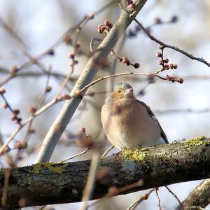 Eurasian Chaffinch