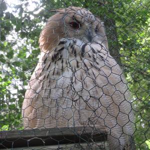 Eurasian Eagle-owl