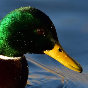 Mallard