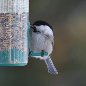 Marsh Tit