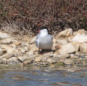 Common Tern