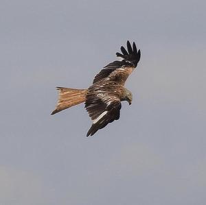 Red Kite