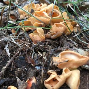 Orange Peel Fungus