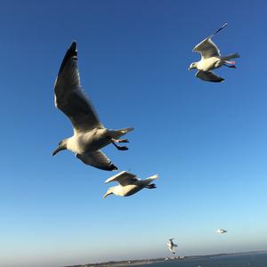 Black-headed Gull