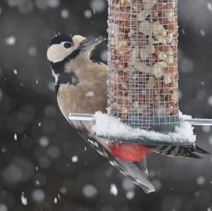 Great Spotted Woodpecker