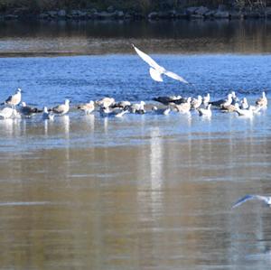 Black-headed Gull