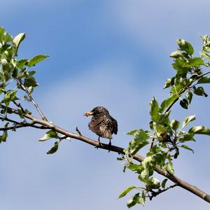 Spotless Starling