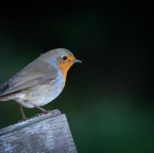 European Robin