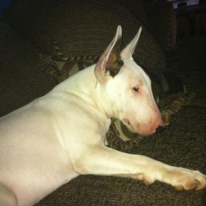 Bull Terrier